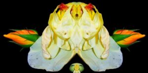 Read more about the article Ocean WP Plugins